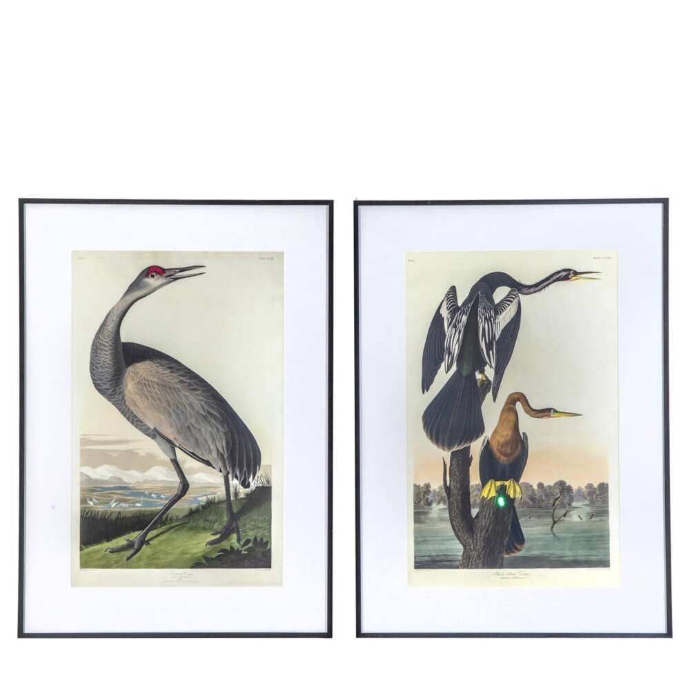 Exotic Fowl Study Framed Art Set of 2-