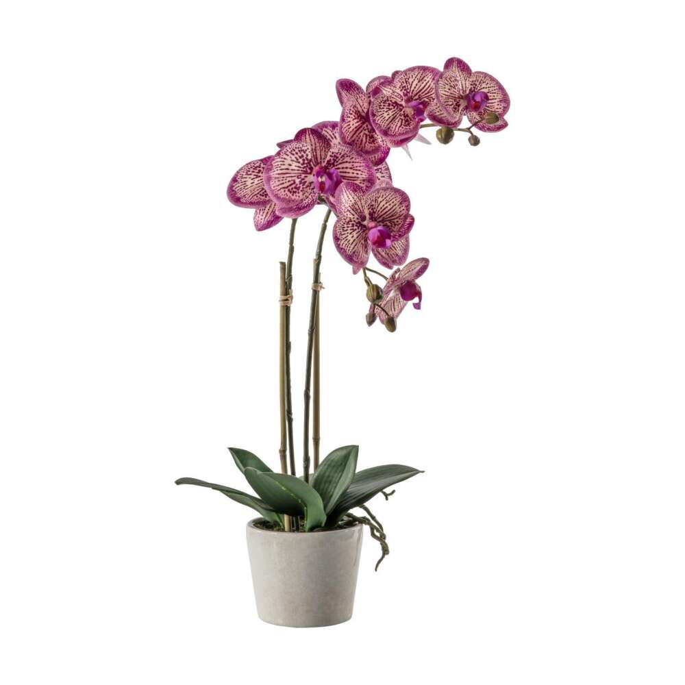 Orchid Pink w/Ceramic Pot 300x220x500mm-