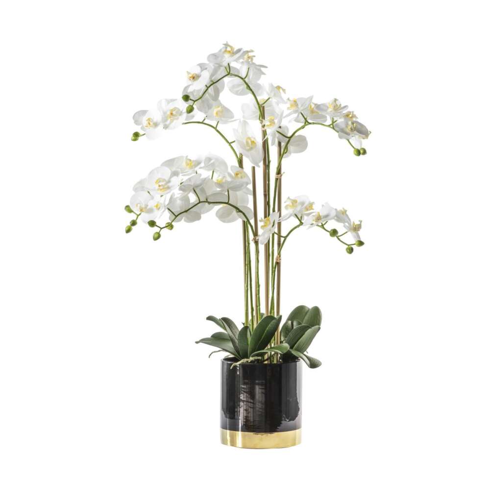 Orchid White w/Black Gold Pot 500x320x800mm-