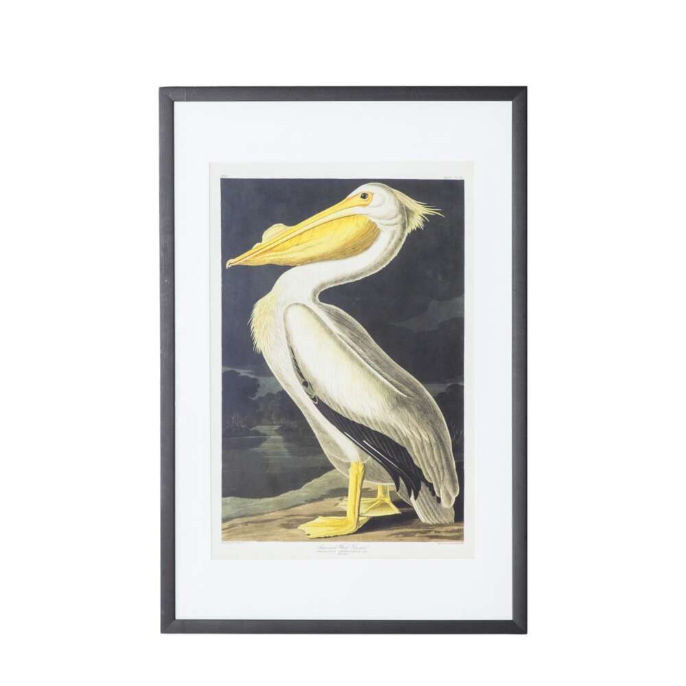 Inquisitive Pelican Framed Art-