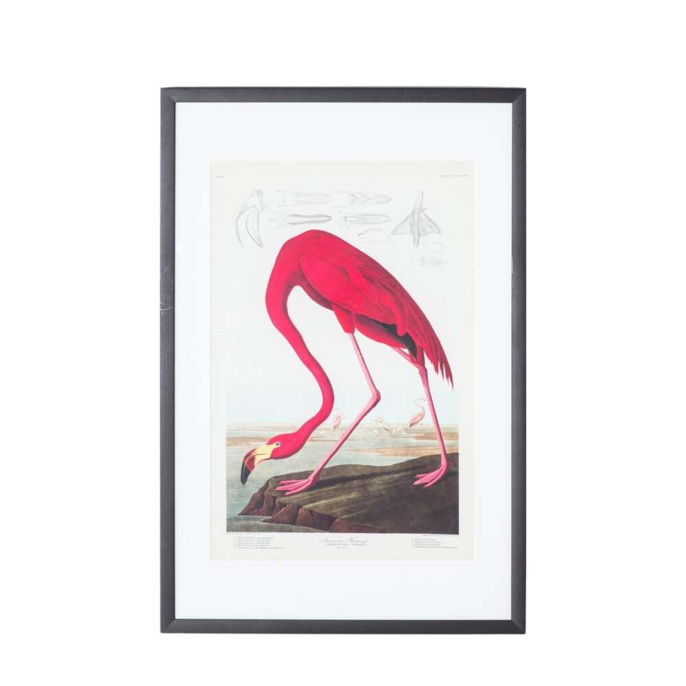 Curious Flamingo Framed Art-