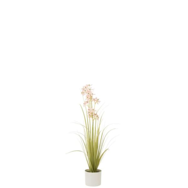 ALLIUM IN POT PLASTIC GREEN/LIGHT PINK SMALL