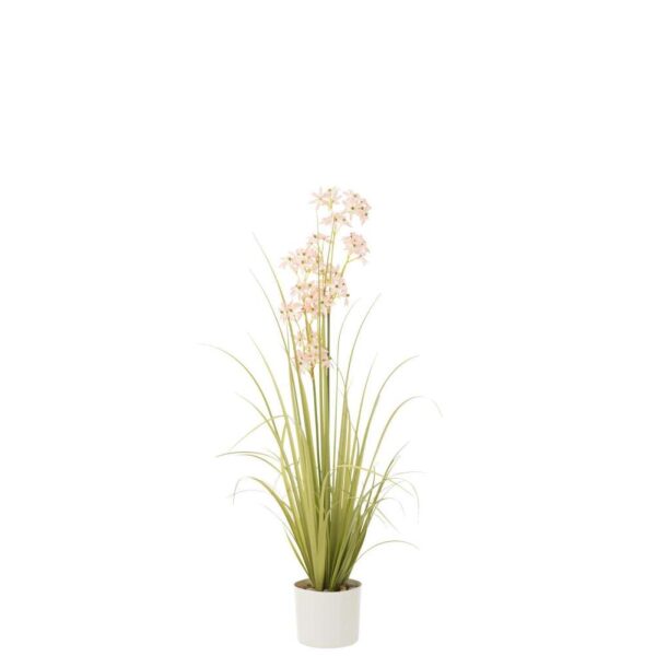 ALLIUM IN POT PLASTIC GREEN/LIGHT PINK MEDIUM