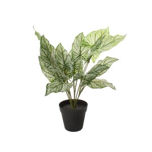 Plante 60X27X27Cm
