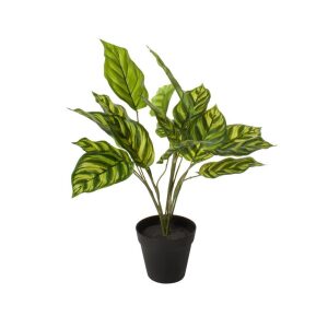 Plante 60X27X27Cm