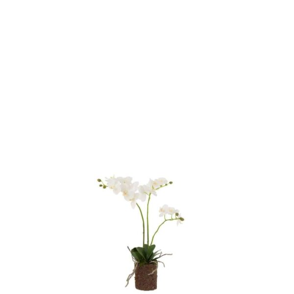 ORCHID IN SOIL PLASTIC WHITE/GREEN MEDIUM