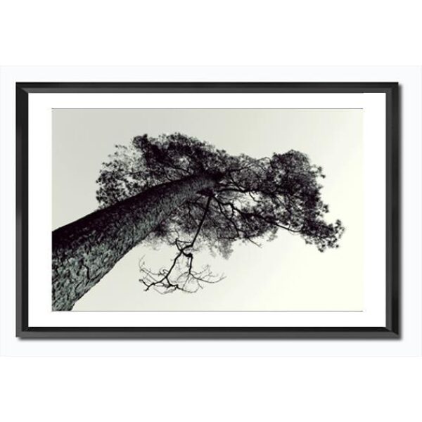 Bilde m/ramme/glass og passpartout-Furu Sort/Hvitt - 36x56cm