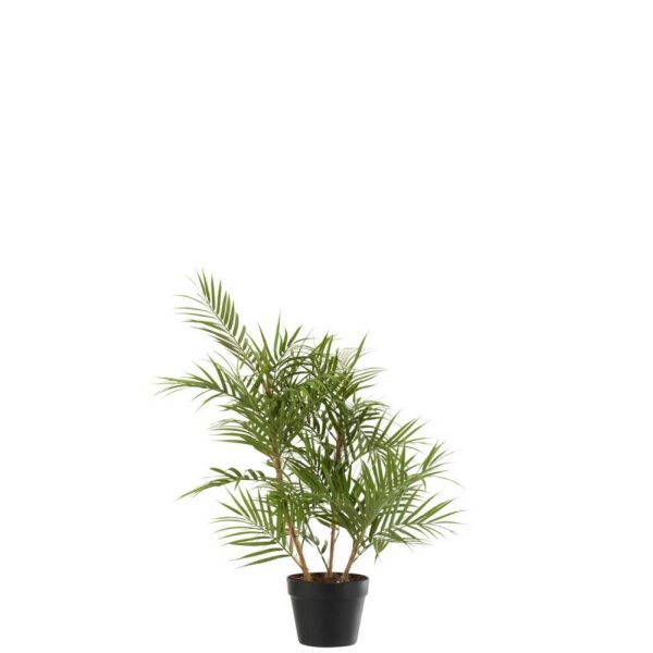 CHAMAEDOREA IN POT PLASTIC GREEN/BLACK SMALL