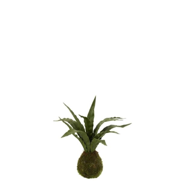 SNAKE PLANT BALL SOIL PLASTIC GREEN