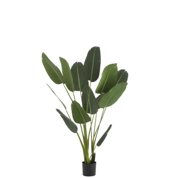 STRELITZIA PLASTIC GREEN MEDIUM