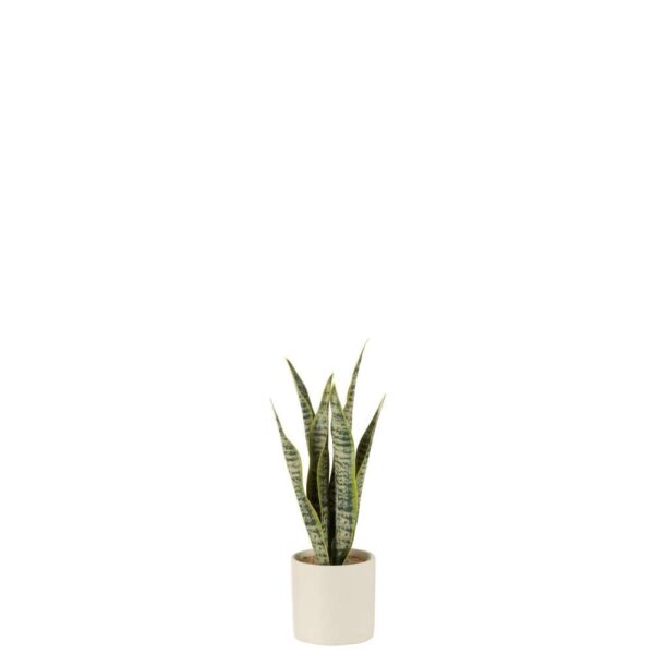 PLANT SANSEVIERIA IN POT PVC GREEN SMALL