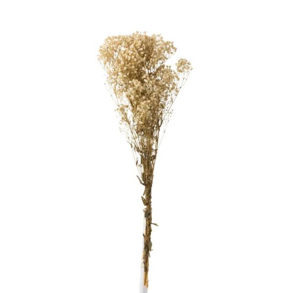 BUNDLE GYPSOPHILA DRIED ECRU
