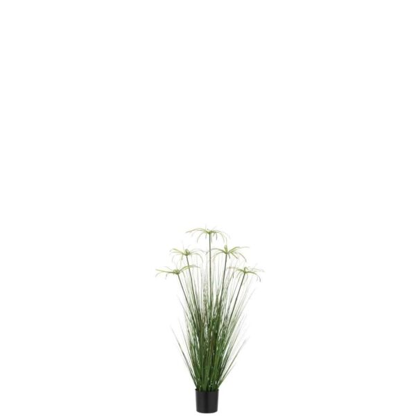 CYPERUS ALTERNIFOLIUS 5 HEADS IN POT PVC GREEN SMALL