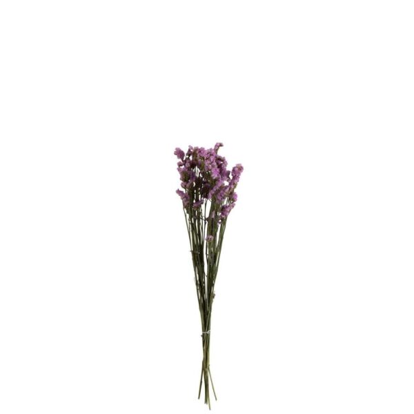 BUNDLE FORGET ME NOT DRIED PUR