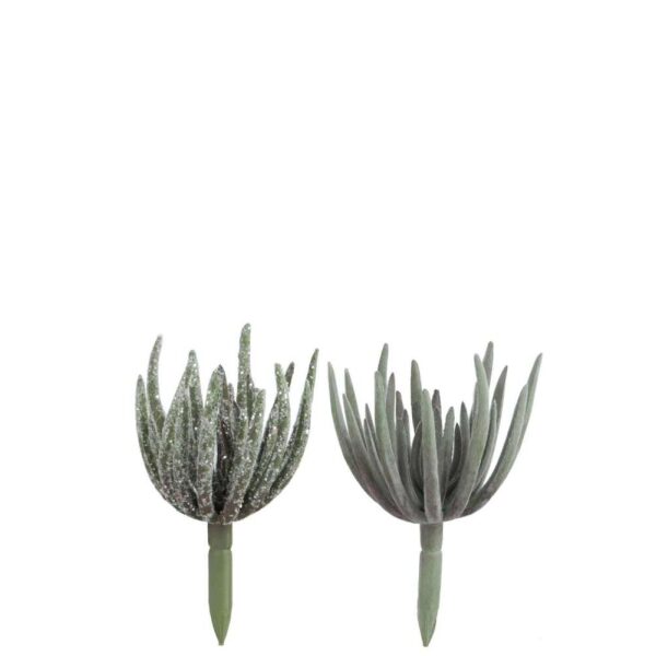 SUCCULENT ECHEVERIA PLASTIC GREEN M ASSORTMENT OF 2