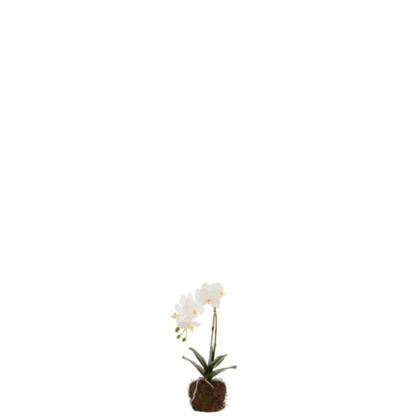 ORCHID IN SOIL PLASTIC WHITE/GREEN SMALL