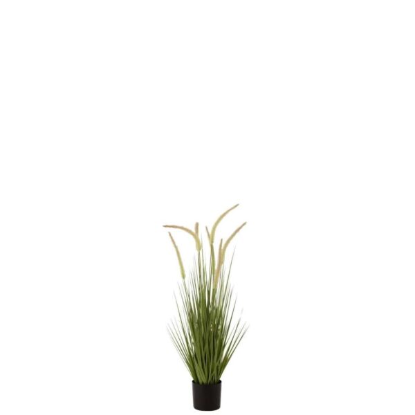 GRASSES+GRAMINEAE IN POT PLASTIC GREEN SMALL