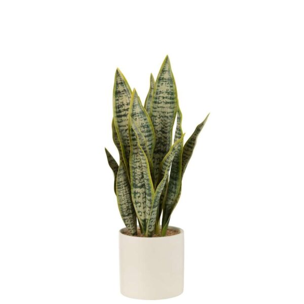 PLANT SANSEVIERIA IN POT PVC GREEN LARGE