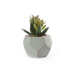 Sukkulent M/Potte Sement/Grønn 9X12Cm