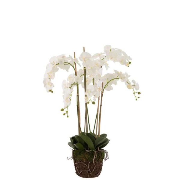 ORCHID IN SOIL PLASTIC WHITE/GREEN EXTRA LARGE