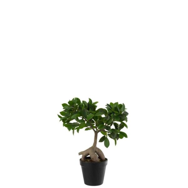 GINSENG FICUS TREE IN POT PLASTIC GREEN/BLACK SMALL