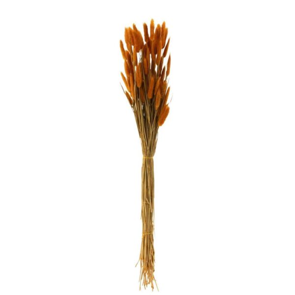 BUNDLE BUNNYTAIL DRIED ORANGE