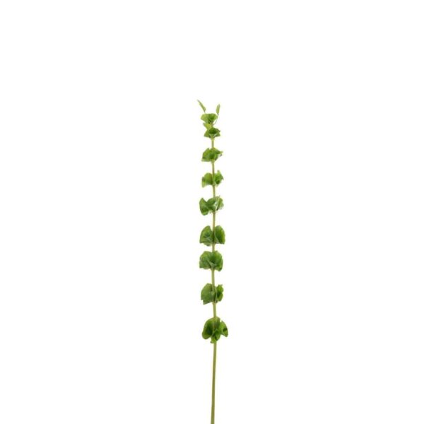 BRANCH BELLS OF IRELAND PLASTIC GREEN LARGE