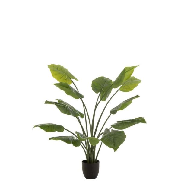 TARO WILD IN POT PLASTIC GREEN