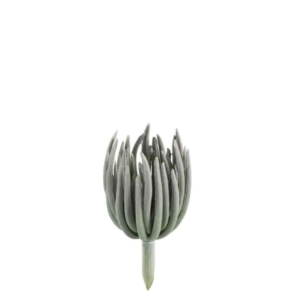 ECHEVERIA PLASTIC MATTE GREEN