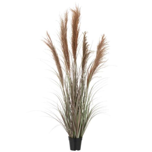 PAMPAS GRASS 5 HEADS IN POT PVC GREEN/ORANGE SMALL