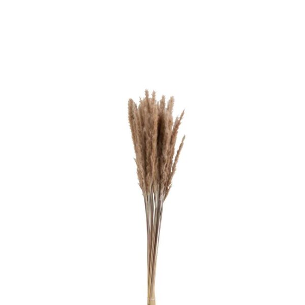 BUNDLE PENNISETUM DRIED GRASS BROWN