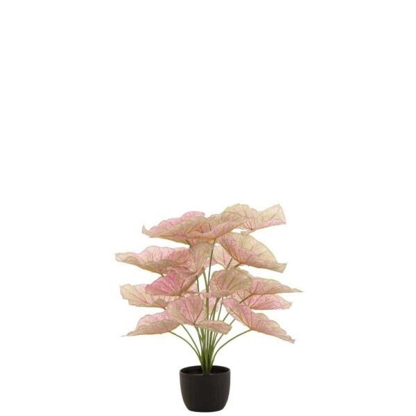 CALADIUM POT PLASTIC LIGHT PINK/GREEN