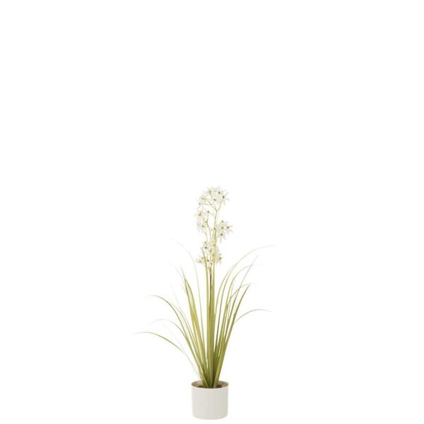 ALLIUM IN POT PLASTIC GREEN/WHITE SMALL