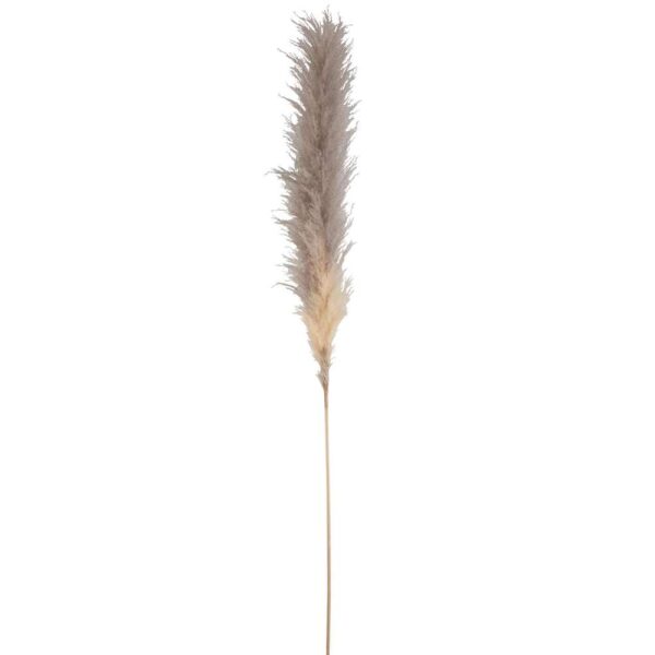 BRANCH PLUME PAMPAS GRASS DRIED NATURAL LARGE