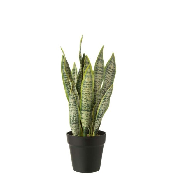 DRACAENA TRIFASCIATA IN POT ARTIFICIAL GREEN MEDIUM