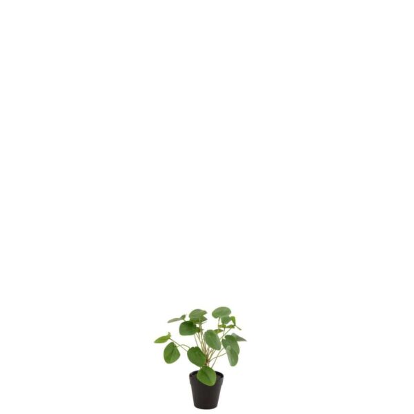 PIILEA PEPEROMIOIDES IN POT PLASTIC GREEN