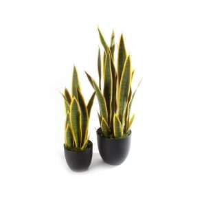 Plante Svigermors Tunge 65X28X14Cm