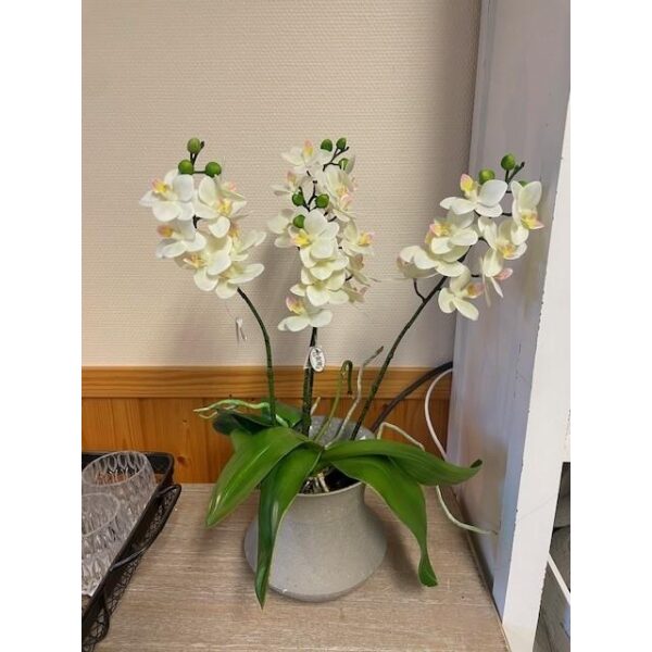 Plante Orkide Blomst Gul 11X52Cm