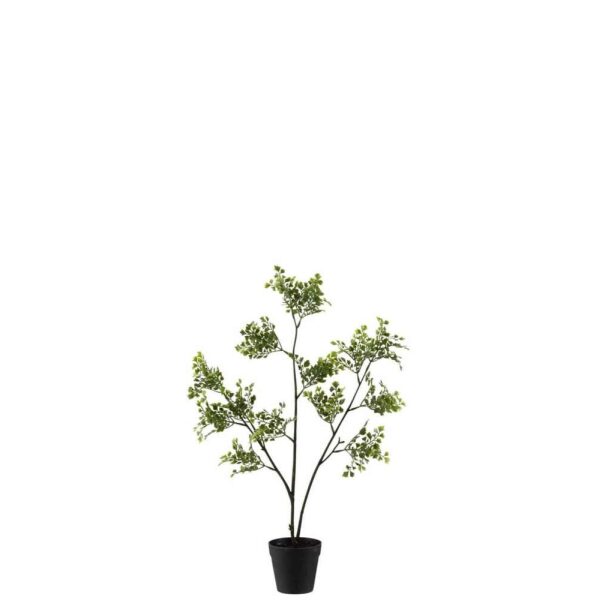 LEATHERLEAF FERN IN POT PLASTIC GREEN SMALL