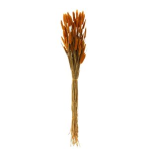 BUNDLE BUNNYTAIL DRIED ORANGE