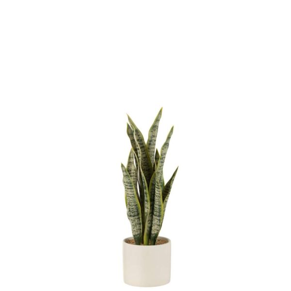 PLANT SANSEVIERIA IN POT PVC GREEN MEDIUM