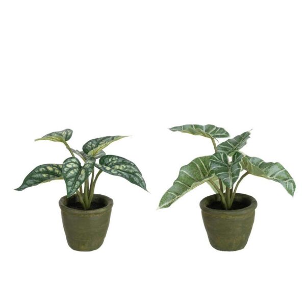 ANTHURIUM/GIANT TARO IN POT PLASTIC GREEN ASSORTMENT OF 2