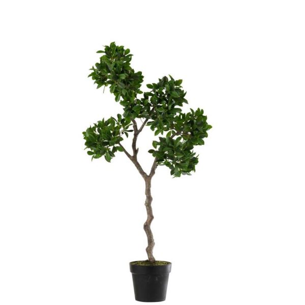 GINSENG FICUS TREE IN POT PLASTIC GREEN/BLACK LARGE
