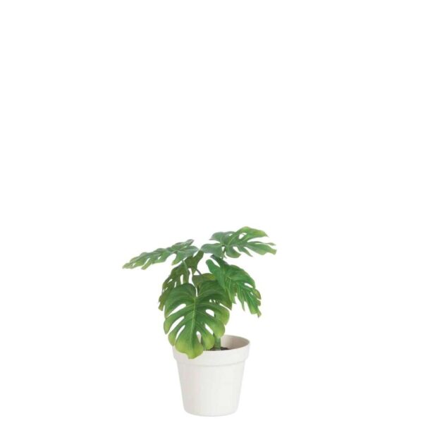 LEAF PHILO IN POT PLASTIC GREEN/WHITE MEDIUM