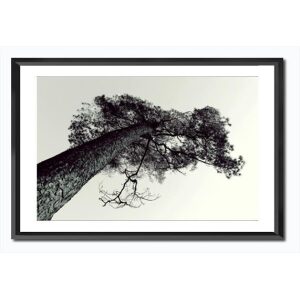 Bilde m/ramme/glass og passpartout-Furu Sort/Hvitt - 36x56cm