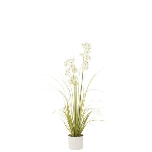 ALLIUM IN POT PLASTIC GREEN/WHITE MEDIUM