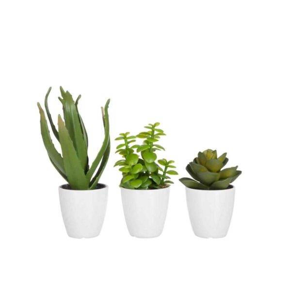 CRASSULA/ALOE VERA/LOTUS+POT GREEN SMALL ASSORTMENT OF 3