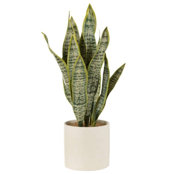 PLANT SANSEVIERIA IN POT PVC GREEN EXTRA LARGE