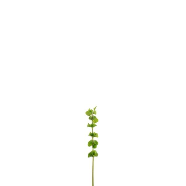 BRANCH BELLS OF IRELAND PLASTIC GREEN SMALL