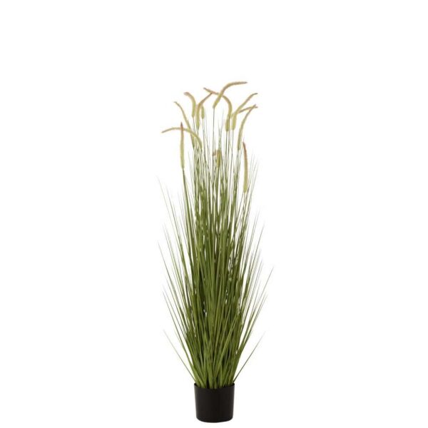 GRASSES+GRAMINEAE IN POT PLASTIC GREEN LARGE